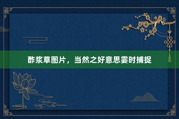 酢浆草图片，当然之好意思霎时捕捉
