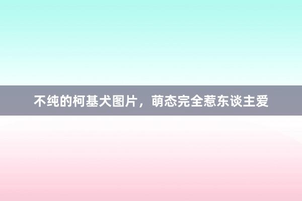 不纯的柯基犬图片，萌态完全惹东谈主爱